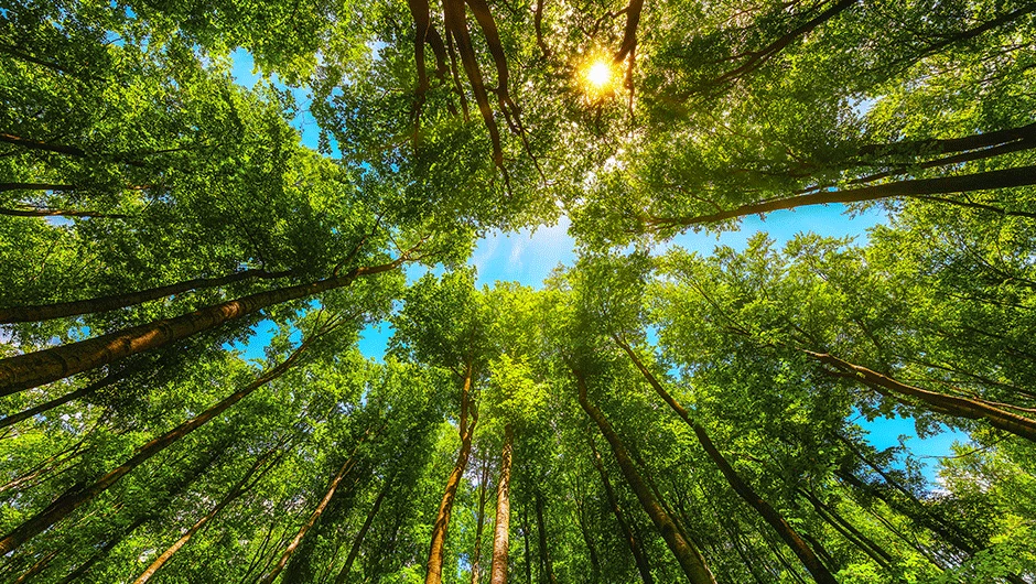Tree canopy.